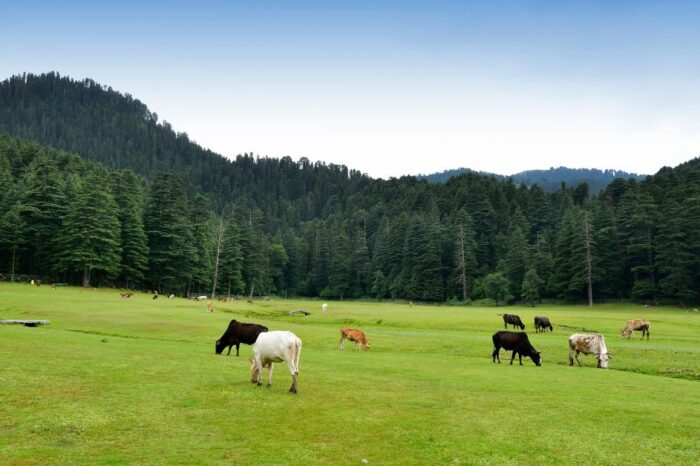 9 Nights 10 Days Shimla Manali Dharamshala Dalhousie Amritsar Tour Package​